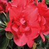 Clearance Azalée (Azalea) Encore Autumn Creach rouge. Le pot de 4 litres