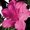 Discount Azalée (Azalea) Encore Sangria
