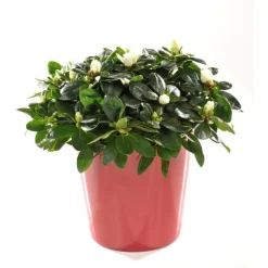 Best BOTANIC® Azalée christine avec cache-pot. Le pot de 13 cm