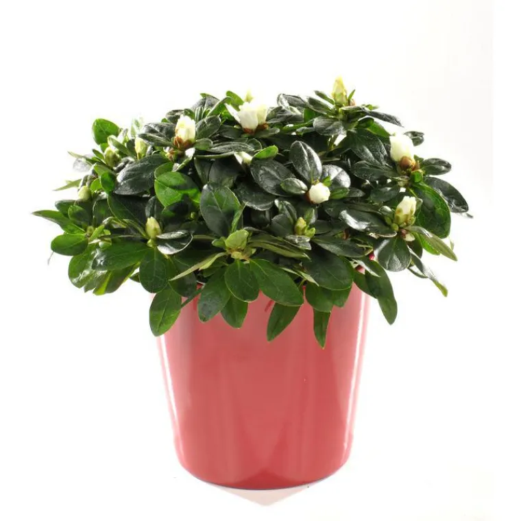 Best BOTANIC® Azalée christine avec cache-pot. Le pot de 13 cm