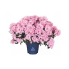 Online BOTANIC® Azalée collection. Le pot de 15 cm