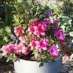 Online Azalée Encore Carnival rose. Le pot de 4 litres