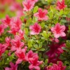 Outlet Azalée Japonaise variée (Azalea Japonica) 20/25. Le pot de 2 litres