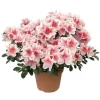 Outlet BOTANIC® Azalée. Le pot de 16 cm