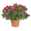 Sale BOTANIC® Azalée tardive. Le pot de 14 cm