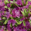 Clearance BOTANIC® Azalea japonica purple splendour violette en pot de 5 L