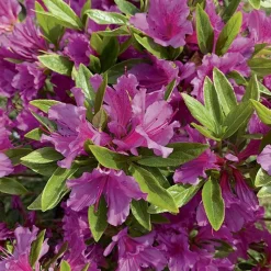Clearance BOTANIC® Azalea japonica purple splendour violette en pot de 5 L