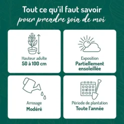 Clearance BOTANIC® Azalea japonica purple splendour violette en pot de 5 L