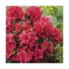 New BOTANIC® Azalea japonica vuyks scarlet rouge en pot de 5 L