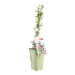 Outlet BOTANIC® Baie De Goji Bio. Le pot de 2 litres