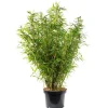 Online Bambou Fargesia Angustissima. Le pot de 24 litres