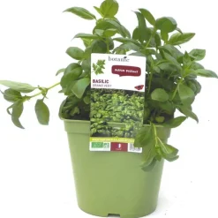 New BOTANIC® Basilic Fin Vert Bio. Le pot de 2,5 litres