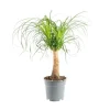 Sale Beaucarnea coupe Ø19xH50 cm