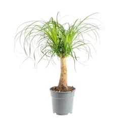Sale Beaucarnea coupe Ø19xH50 cm