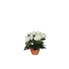 Best Bégonia blanc artificiel en pot Campana Terra H 25 x Ø 20 cm