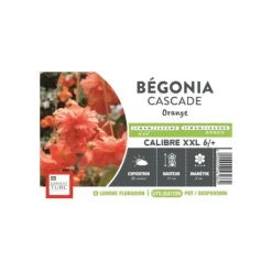 Outlet ERNEST TURC Bégonia Cascade orange XXL - bulbes vrac