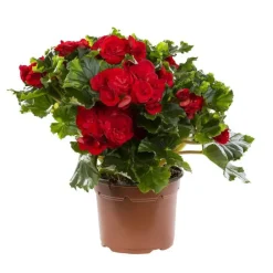 Discount BOTANIC® Bégonia élatior. Le pot de Ø 17 cm