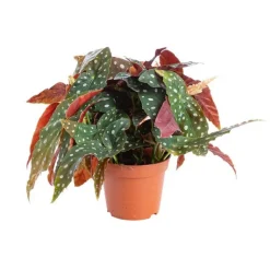 Sale Bégonia maculata - Le pot de Ø 14 cm