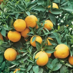 New BOTANIC® Bigaradier Bio. Le pot de 3 litres