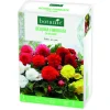 Best BOTANIC® Boite de bulbes de fleurs Bégonia Fimbriata en mélange – 8 bulbes