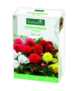 Best BOTANIC® Boite de bulbes de fleurs Bégonia Fimbriata en mélange – 8 bulbes