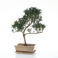 Outlet BOTANIC® Bonsaï rempoté varié mix taille 5