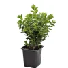 Outlet Buis (BUXUS MICRO. FAULKNER) Le godet