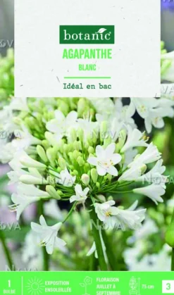 Discount BOTANIC® Bulbe de fleurs Agapanthe blanc - 1 bulbe