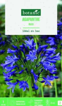 Discount BOTANIC® Bulbe de fleurs Agapanthe bleu - 1 bulbe