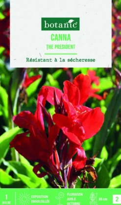 Hot BOTANIC® Bulbe de fleurs Canna Indica The President - 1 bulbe