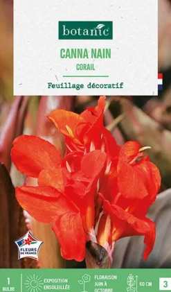 Discount BOTANIC® Bulbe de fleurs Canna nain Corail - 1 bulbe