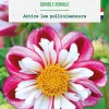 Outlet BOTANIC® Bulbe de fleurs Dalhia collerette Bumble Rumble - 1 bulbe