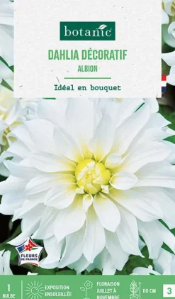Discount BOTANIC® Bulbe de fleurs Dalhia décoratif Albion - 1 bulbe
