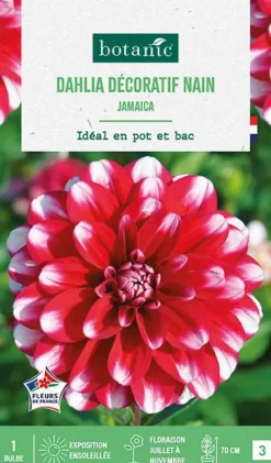 Clearance BOTANIC® Bulbe de fleurs Dalhia décoratif nain Jamaïcain - 1 bulbe