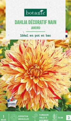 Best BOTANIC® Bulbe de fleurs Dalhia décoratif nain Janeiro - 1 bulbe