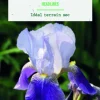 Outlet BOTANIC® Bulbe de fleurs Iris Germanica Headlines - 1 bulbe