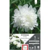 Discount ERNEST TURC Bulbe de Pivoine herbacée Duchesse de Nemours blanc