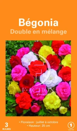 Sale BOTANIC® Bulbes de fleurs Bégonia double en mélange – 3 bulbes