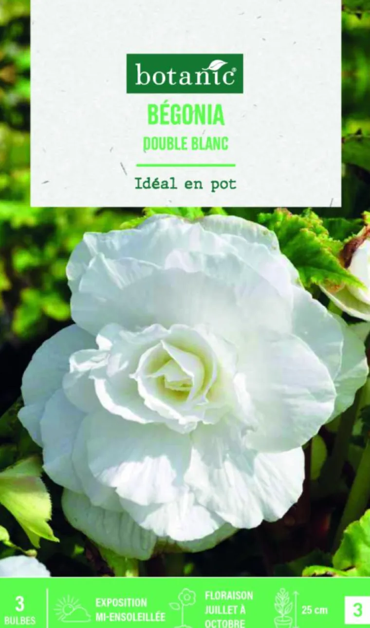 Hot BOTANIC® Bulbes de fleurs Bégonia double blanc - 3 bulbes