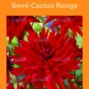 Sale BOTANIC® Bulbes de fleurs Dahlia Cactus rouge – 2 bulbes