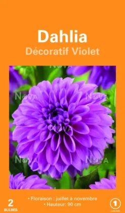 Clearance BOTANIC® Bulbes de fleurs Dahlia décoratif violet – 2 bulbes