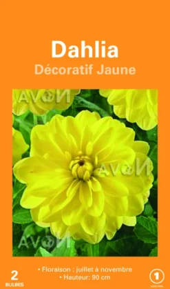Online BOTANIC® Bulbes de fleurs Dahlia décoratif jaune – 2 bulbes