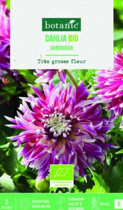 BOTANIC® Bulbes de fleurs Dahlia décoratif Vancouver bio - 2 bulbes