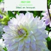 Online BOTANIC® Bulbes de fleurs Dahlia décoratif Crazy Love - 2 bulbes