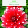 Online BOTANIC® Bulbes de fleurs Dahlia décoratif Nagano - 2 bulbes