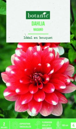 Online BOTANIC® Bulbes de fleurs Dahlia décoratif Nagano - 2 bulbes