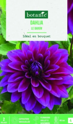 Best BOTANIC® Bulbes de fleurs Dahlia décoratif Le Baron - 2 bulbes