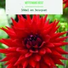 New BOTANIC® Bulbes de fleurs Dahlia semi-cactus Wittemans Best - 2 bulbes
