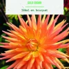 Best BOTANIC® Bulbes de fleurs Dahlia semi-cactus Gold Crown - 2 bulbes