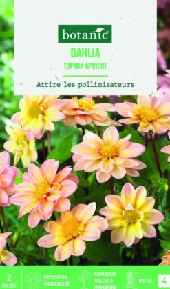 Online BOTANIC® Bulbes de fleurs Dahlia Topmix Apricot - 2 bulbes